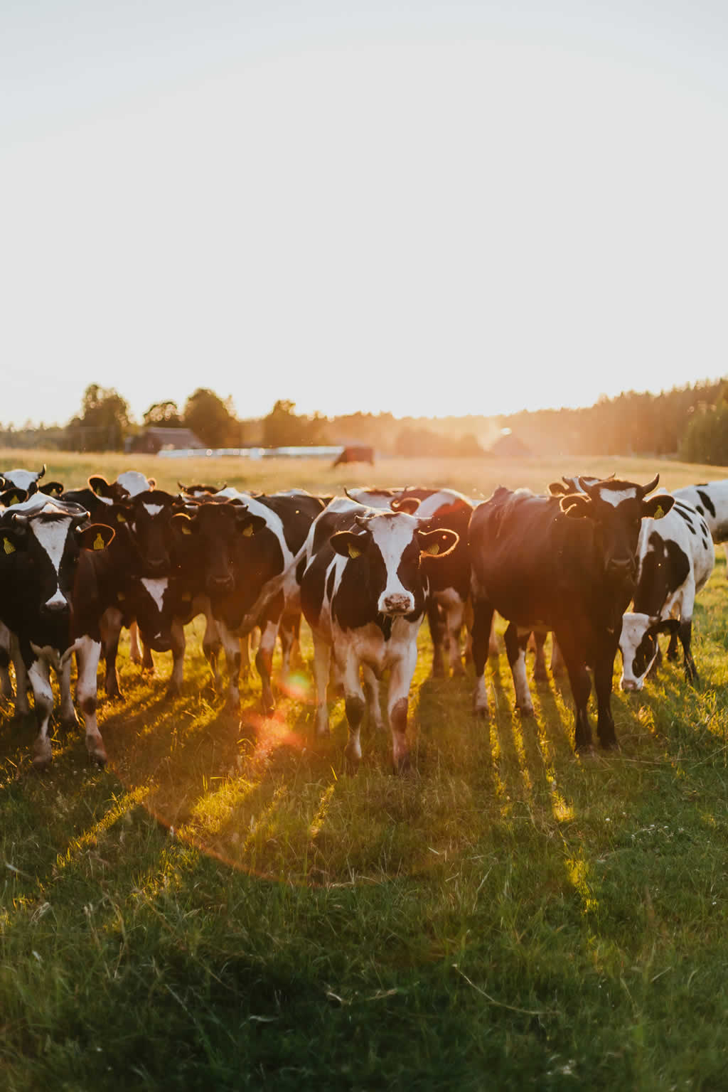 Vacas en Pastizal